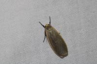 Collita griseola