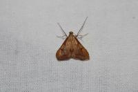 Endotricha flammealis
