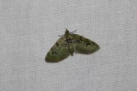 Chloroclystis v-ata