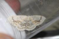 Cyclophora annularia