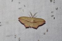Timandra comae
