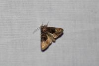Euplexia lucipara