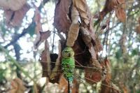 Euplagia quadripunctaria