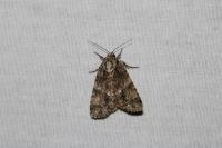 Acronicta rumicis