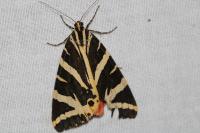 Euplagia quadripunctaria