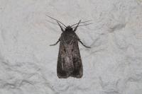 Agrotis segetum