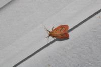 Miltochrista miniata