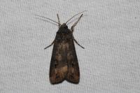 Agrotis ipsilon
