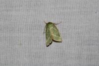 Pseudoips prasinanus