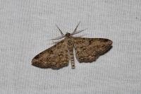 Peribatodes rhomboidaria