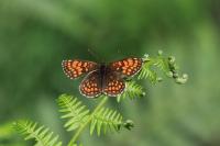 Melitaea athalia