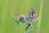 Cyaniris semiargus