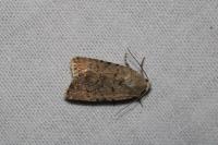 Caradrina clavipalpis