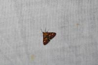 Pyrausta purpuralis