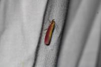 Oncocera semirubella