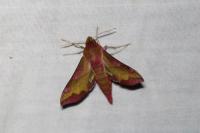 Deilephila porcellus