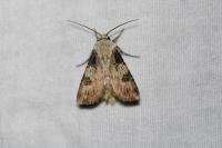 Agrotis puta