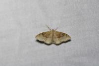 Idaea degeneraria