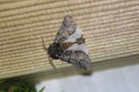 Thaumetopoea pityocampa