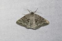 Pseudoterpna coronillaria