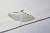 Palpita vitrealis