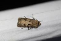 Agrotis exclamationis