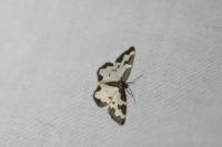 Lomaspilis marginata