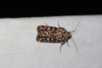 Lycophotia porphyrea