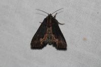 Dypterygia scabriuscula