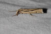 Ancylolomia tentaculella