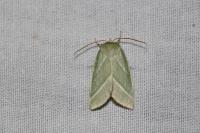 Pseudoips prasinanus