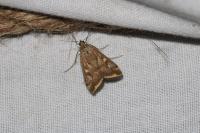 Loxostege sticticalis