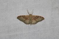 Idaea degeneraria