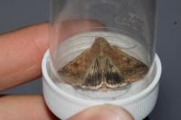 Helicoverpa armigera