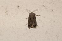 Agrotis bigramma