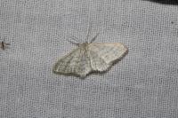 Idaea subsericeata