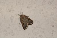 Agrotis exclamationis