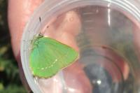 Callophrys rubi