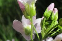 Anthocharis cardamines