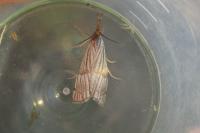 Chrysocrambus linetella