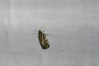 Emmelia trabealis