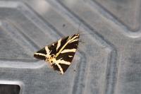 Euplagia quadripunctaria