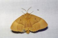 Lasiocampa quercus