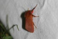 Phragmatobia fuliginosa