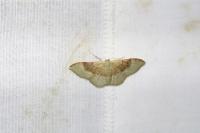 Idaea degeneraria