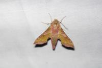 Deilephila porcellus
