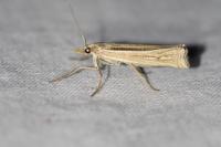 Ancylolomia tentaculella