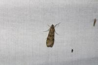 Nomophila noctuella