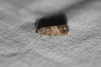 Cydia pomonella