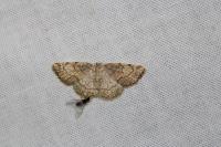 Stegania trimaculata